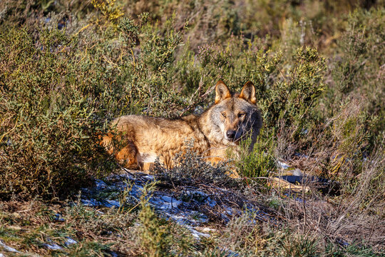 Iberian wolf lying in the sun. Canis lupus signatus. Iberian Wolf Center, Zamora, Spain.