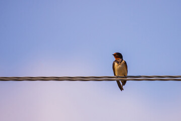 Barn swallow perched on a wire, against blue sky background close up