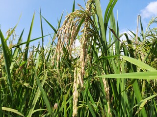 Fototapeta premium Ears of rice blue sky background. Close-up of the rice ears. Paddy field in blue sky background. Paddy, Organic Agriculture, Ears Of Rice In The Field. grain in paddy field concept. close up of gree