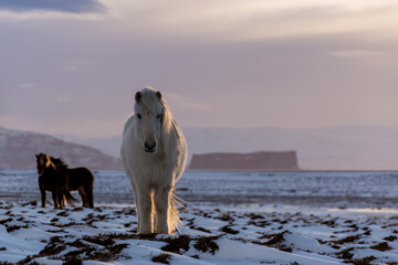 Saudárkrókur Islandpferd im Winter
