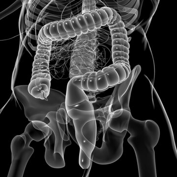 Large Intestine 3D Illustration Human Digestive System Anatomy