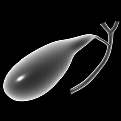pancreas Human Digestive System Anatomy For Medical Concept 3D