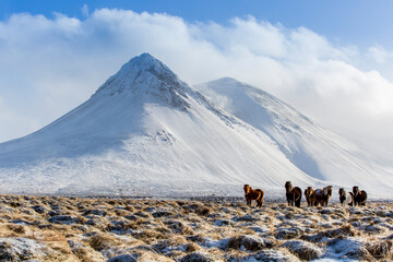 Islandpferde im Winter
