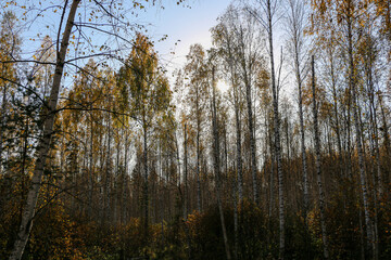 forest on bright sunny day, with beautiful rays of light and interesting shadows.  trees, illuminated by beautiful sunlight with green and yellow leaves on their branches, stand in depths  forest.