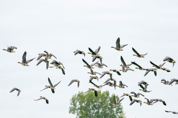 A large flock of geese silhouetted against a blue and white sky. Movement, selective focus