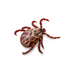 Lyme Disease Infected Tick Arachnid Isolated on White. Encephalitis Virus or Borreliosis Infectious Dermacentor Parasite Macro.