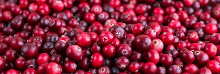Ripe fresh cranberries as natural, food, berries banner.