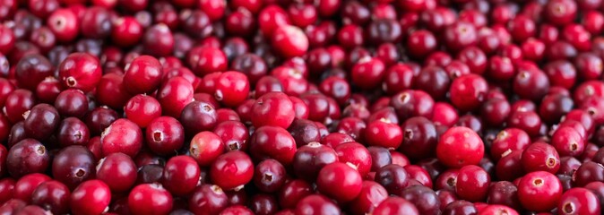 Ripe fresh cranberries as natural, food, berries banner.