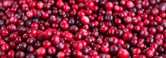 Ripe fresh cranberries as natural, food, berries banner.