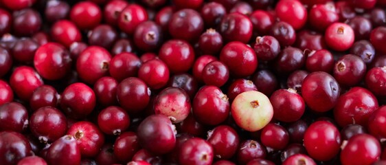 Ripe fresh cranberries as natural, food, berries banner.