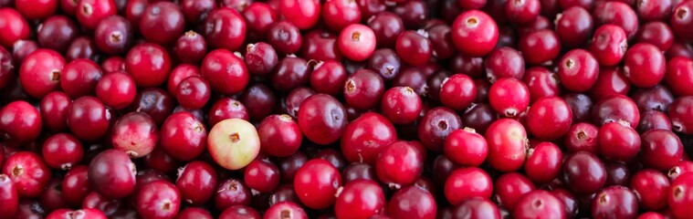 Ripe fresh cranberries as natural, food, berries banner.