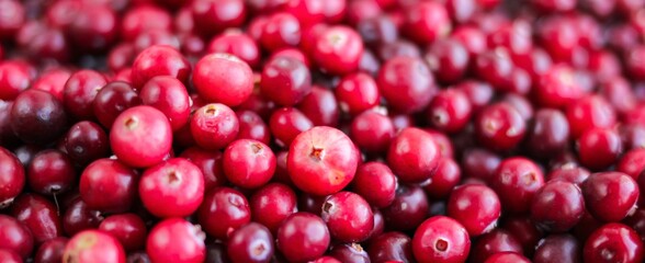 Ripe fresh cranberries as natural, food, berries banner.