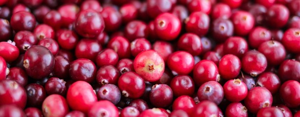 Ripe fresh cranberries as natural, food, berries banner.