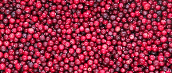 Ripe fresh cranberries as natural, food, berries banner.