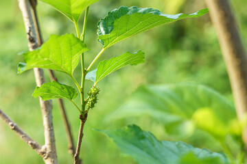 Small young mulberry fruits with hair on a tree