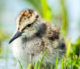 Tureluur, Common Redshank, Tringa totanus