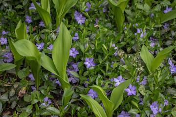 Small violet vinca flowers covering the forest ground. Periwinkle herbaceous plant blooming in spring. Dogbane lush blossom and foliage. Ground cover of tiny wildflowers and leaves