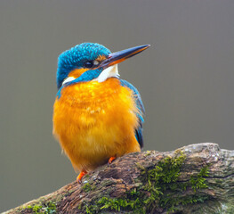 IJsvogel, Common Kingfisher, Alcedo atthis