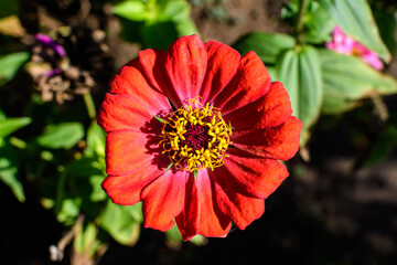 Close up of one beautiful large red zinnia flower in full bloom on blurred green background, photographed with soft focus in a garden in a sunny summer day.