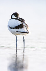 Kluut, Pied Avocet, Recurvirostra avosetta