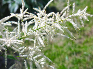 Volzhanka dioecious (Aruncus dioicus) - an unusual and very decorative perennial plant blooms in summer