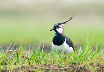 Fototapeta premium Kievit, Northern Lapwing, Vanellus vanellus