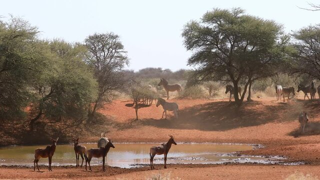 Plains zebras and tsessebe antelopes at a waterhole, Mokala National Park, South Africa