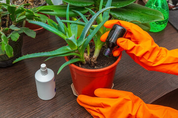 Woman gives fertilizer for aloe flowers. Houseplant care concept. Prevention of indoor plants