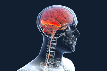 Human brain with highlighted middle temporal gyrus