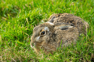 Europese Haas, European Hare, Lepus europaeus