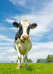Portret van een Koe; Close-up of a domestic Cow