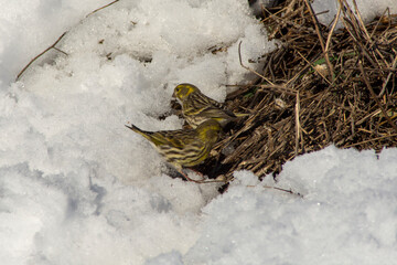 Verdecillos, pájaros buscando comida en la nieve