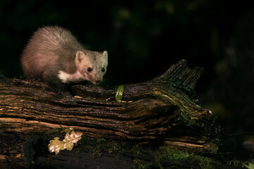 Steenmarter, Beech Marten, Martes foina