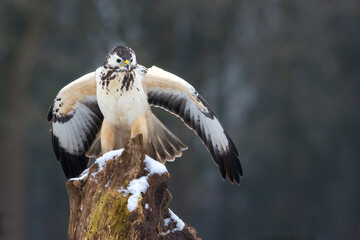 Buizerd, Common Buzzard, Buteo buteo