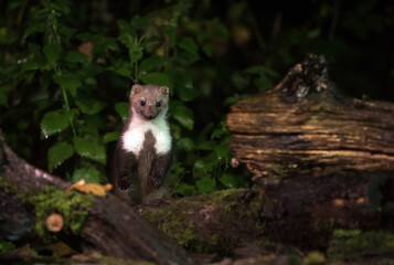 Steenmarter, Beech Marten, Martes foina