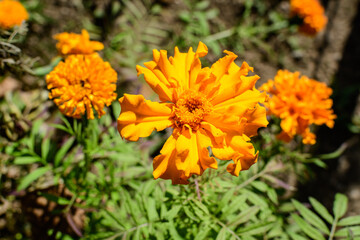 One orange flower of tagetes or African marigold flower in a a garden in a sunny summer garden, textured floral background photographed with soft focus..