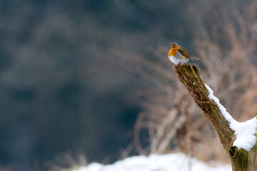 Roodborst, European Robin, Erithacus rubecula