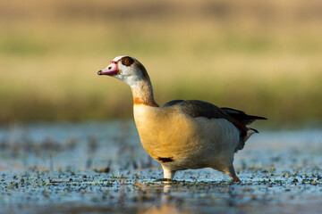 Nijlgans, Egyptian Goose, Alopochen Aegyptiacus