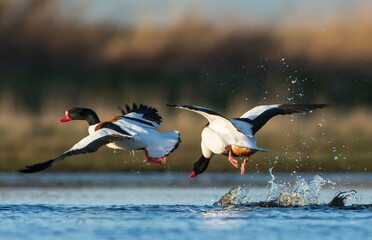 Bergeend, Common Shelduck, Tadorna tadorna