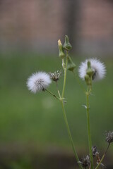 Close up of Dandelion seeds in the meadow