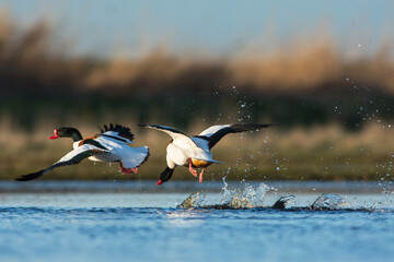 Obraz premium Bergeend, Common Shelduck, Tadorna tadorna