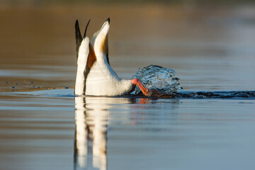 Bergeend, Common Shelduck, Tadorna tadorna