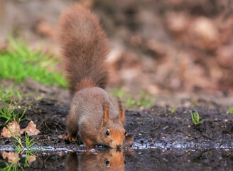 Eekhoorn, Red Squirrel, Sciurus vulgaris