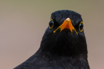 Merel, Common Blackbird, Turdus merula