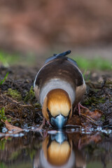 Appelvink, Hawfinch, Coccothraustus coccothraustus