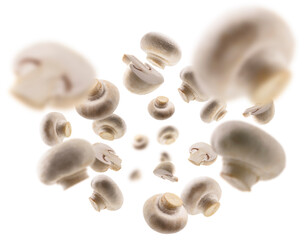 White mushrooms levitate on a white background