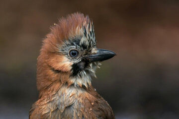Gaai, Eurasian Jay, Carrulus glandarius