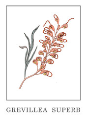 Grevillea  superb graphic hand drawn illustration. interior poster. Australian native flower.