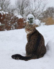 
cat sitting in the snow