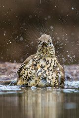Grote Lijster, Mistle Trush, Turdus viscivorus